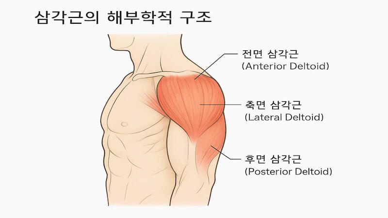 삼각근 해부학적 구조 전면 삼각근 측면 삼각근 후면 삼각근 발달 어깨운동 대포알 어깨 만드는 방법